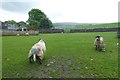 Sheep in Horton