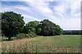 Bean Field & Orange Wood