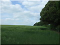 Crop field and hedgerow, Hawkstone