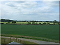 Crop field, Aiskew Moor