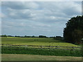 Crop field, Grimescar