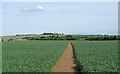 Public footpath through wheat field, Canewdon