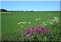 Field near Auchmithie