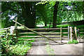 Tree lined track near Buckland Abbey