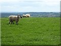 Sheep on high ground near Heightington