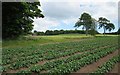 Crops near Parkhill