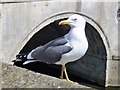 ST7564 : Arrogant and menacing gull near Pulteney Bridge in Bath by Richard Humphrey