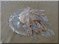 SS4099 : Barrel jellyfish on the beach by Richard Law