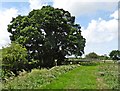 Sharpham Bridge