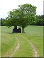 SO7772 : Ash tree beside a track by Philip Halling