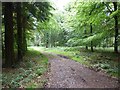 SO7277 : Woodland track, Sturt Common by Philip Halling