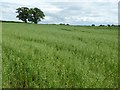 Field of oats