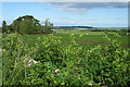 Fields near Muirheads