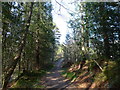 The Great Glen Way at Laggan