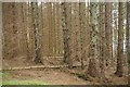 NY6788 : Spruce plantation, Plashetts by Richard Webb