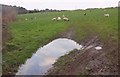 Sheep pasture near Little Trevisquite