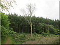 Jackdaw Hill on the Marston Vale Timberland Trail