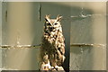 View of an eagle owl in the Cat Survival Trust #2