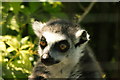 View of a lemur in the Cat Survival Trust