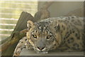 View of a snow leopard in the Cat Survival Trust #2