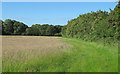 Looking to Lady Grove over field, Highwood