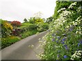 SJ2141 : Spring flowers by Grange Road by Stephen Craven