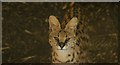 View of a serval in the Cat Survival Trust #5