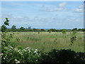 Grassland and young trees