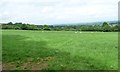 Sheep grazing, west of Greidol