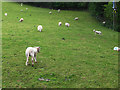 Lambs with undocked tails