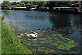 Swan family, River Lee Navigation