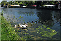 TQ3489 : Swan family, River Lee Navigation by Jim Osley