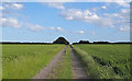 Footpath through wheat field, Little Oxney Green