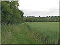 TL6601 : Footpath on oilseed rape field margin, Handley Green by Roger Jones