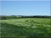TL2635 : Crop field in the wind, Bygrave by JThomas
