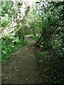 The Pembrokeshire Coast Path near Great Honeyborough