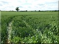 Wheat field near Churchill