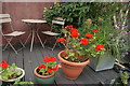 View of geraniums on the Regent