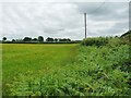 Bracken-filled field margin, east of Bryngwyn