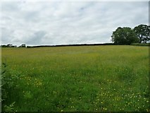 SO3528 : Buttercup meadow, east of Ruthland Farm by Christine Johnstone
