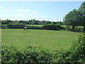 Grazing off Barton Road (A603)