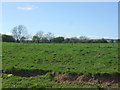 Grazing near the Langton Burn