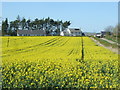 Oilseed rape crop, Blackadder West