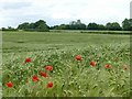 Poppies at the edge of a field of barley