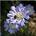 Caucasian scabious  (Scabiosa caucasica)