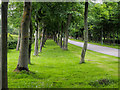 NZ3051 : Avenues of trees alongside road to Bowes Business Park by Trevor Littlewood