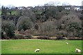 Sheep grazing, Hayesend Farm