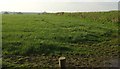 Grass field near Tregondean Farm