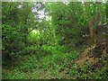 Overgrown Farm Track