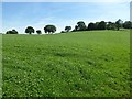 Field on Birch Hill